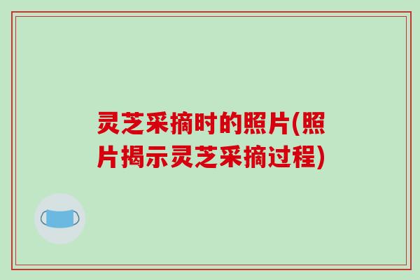 灵芝采摘时的照片(照片揭示灵芝采摘过程)
