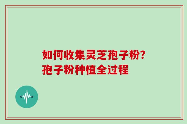 如何收集灵芝孢子粉?孢子粉种植全过程