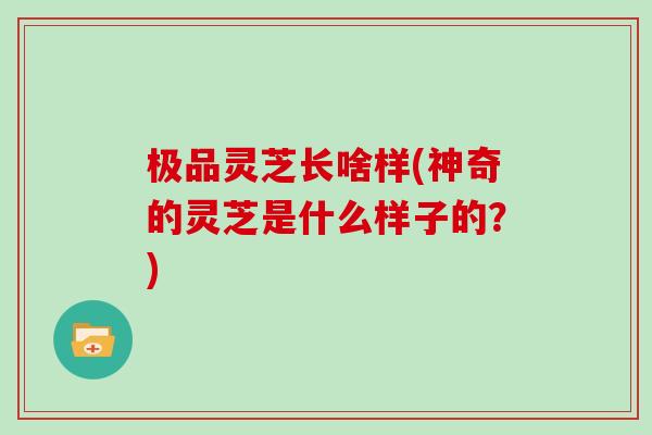 极品灵芝长啥样(神奇的灵芝是什么样子的？)