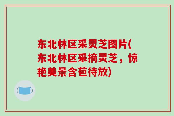 东北林区采灵芝图片(东北林区采摘灵芝,惊艳美景含苞待放)