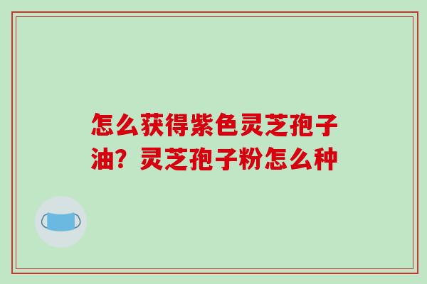 怎么获得紫色灵芝孢子油?灵芝孢子粉怎么种