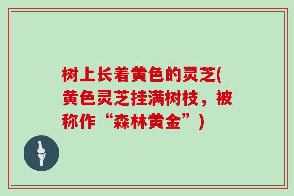 树上长着黄色的灵芝(黄色灵芝挂满树枝,被称作“森林黄金”)