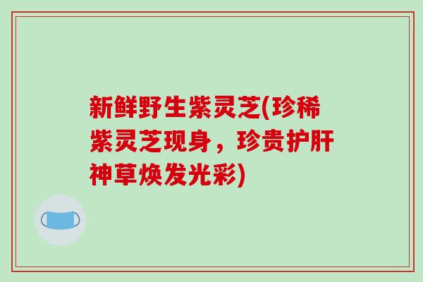 新鲜野生紫灵芝(珍稀紫灵芝现身,珍贵护肝神草焕发光彩)