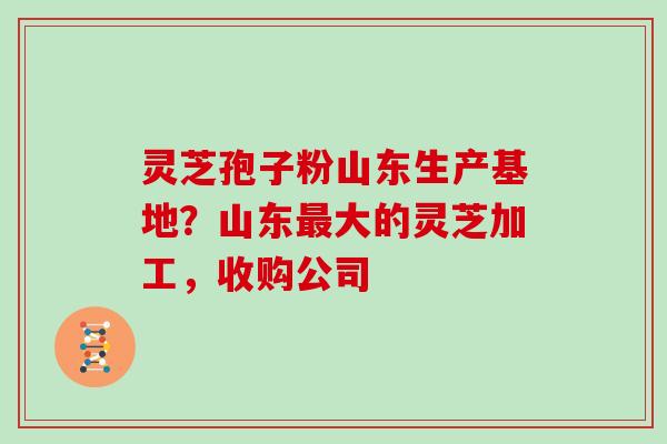 灵芝孢子粉山东生产基地?山东最大的灵芝加工,收购公司
