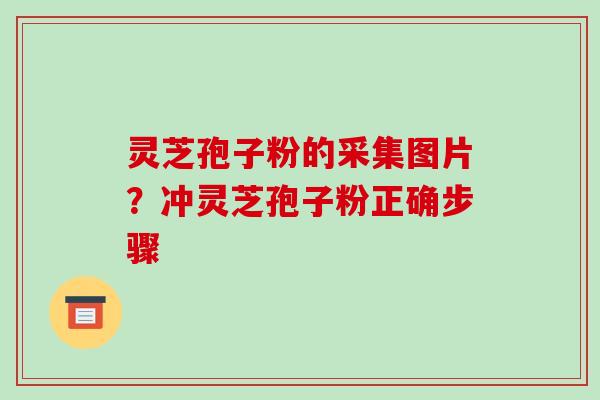 灵芝孢子粉的采集图片？冲灵芝孢子粉正确步骤