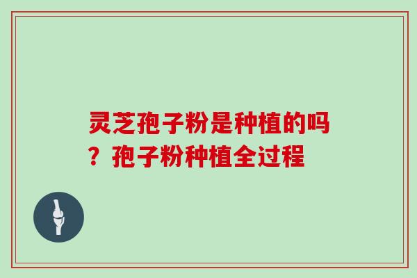 灵芝孢子粉是种植的吗？孢子粉种植全过程