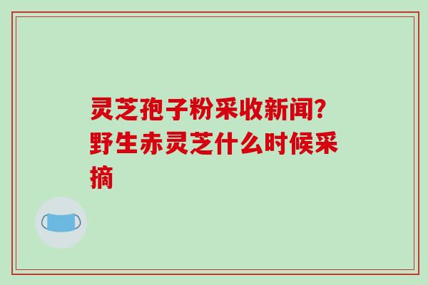 灵芝孢子粉采收新闻？野生赤灵芝什么时候采摘