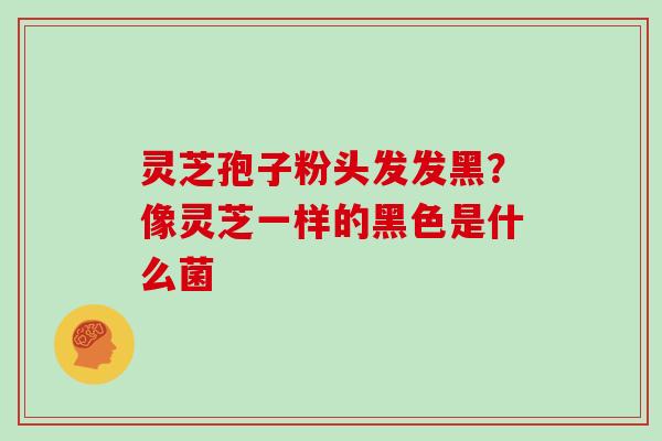 灵芝孢子粉头发发黑？像灵芝一样的黑色是什么菌