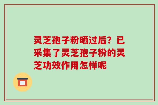 灵芝孢子粉晒过后?已采集了灵芝孢子粉的灵芝功效作用怎样呢