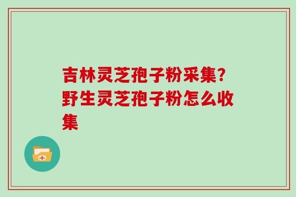 吉林灵芝孢子粉采集?野生灵芝孢子粉怎么收集