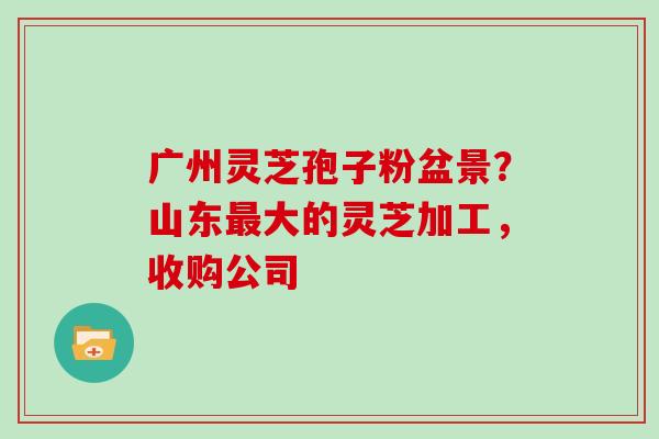 广州灵芝孢子粉盆景？山东最大的灵芝加工，收购公司