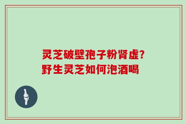 灵芝破壁孢子粉肾虚？野生灵芝如何泡酒喝