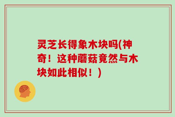 灵芝长得象木块吗(神奇!这种蘑菇竟然与木块如此相似!)