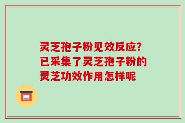灵芝孢子粉见效反应？已采集了灵芝孢子粉的灵芝功效作用怎样呢