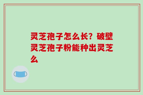 灵芝孢子怎么长？破壁灵芝孢子粉能种出灵芝么