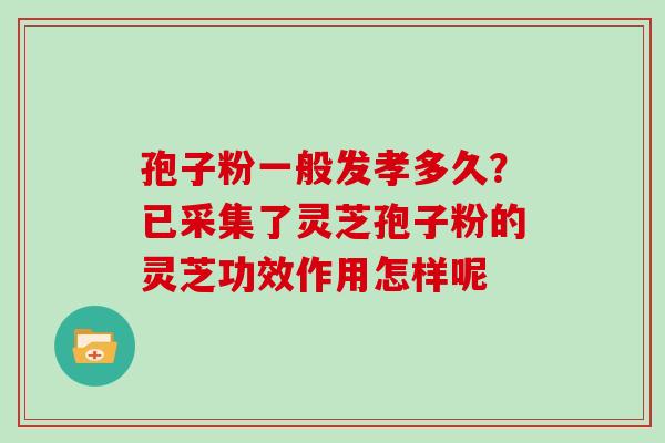孢子粉一般发孝多久？已采集了灵芝孢子粉的灵芝功效作用怎样呢