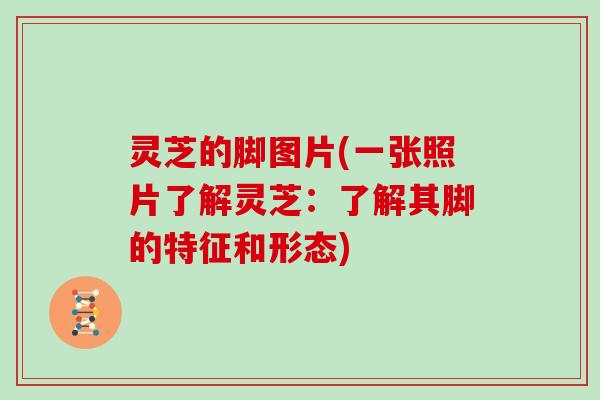 灵芝的脚图片(一张照片了解灵芝:了解其脚的特征和形态)