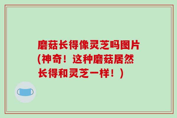 磨菇长得像灵芝吗图片(神奇！这种磨菇居然长得和灵芝一样！)