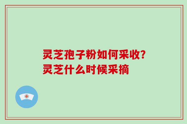 灵芝孢子粉如何采收？灵芝什么时候采摘