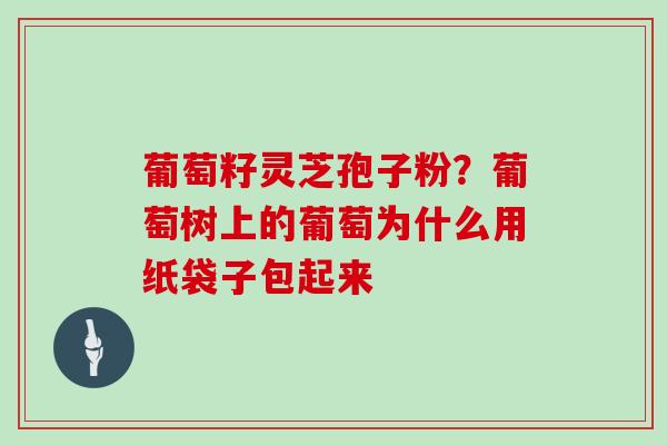 葡萄籽灵芝孢子粉？葡萄树上的葡萄为什么用纸袋子包起来