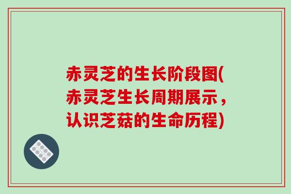 赤灵芝的生长阶段图(赤灵芝生长周期展示,认识芝菇的生命历程)
