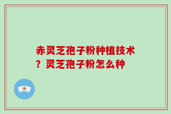 赤灵芝孢子粉种植技术?灵芝孢子粉怎么种