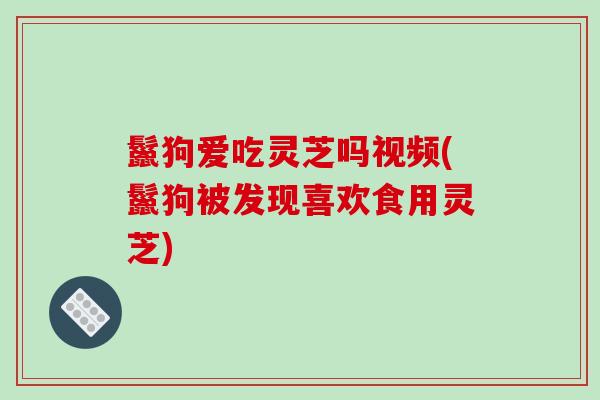 鬣狗爱吃灵芝吗视频(鬣狗被发现喜欢食用灵芝)