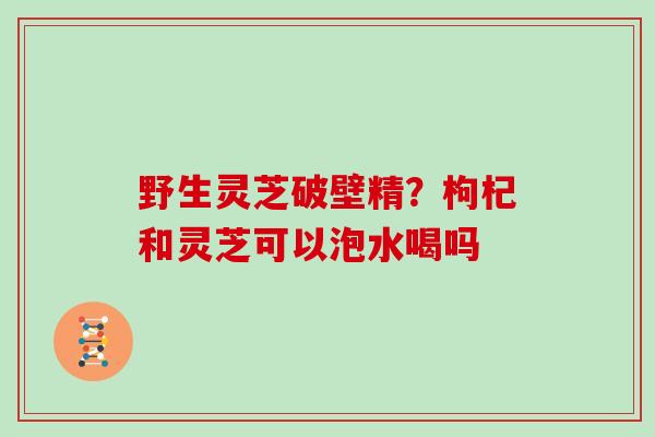 野生灵芝破壁精？枸杞和灵芝可以泡水喝吗