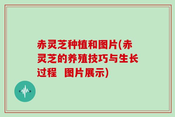 赤灵芝种植和图片(赤灵芝的养殖技巧与生长过程  图片展示)