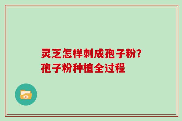 灵芝怎样刺成孢子粉？孢子粉种植全过程