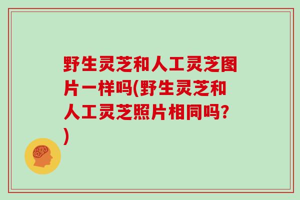 野生灵芝和人工灵芝图片一样吗(野生灵芝和人工灵芝照片相同吗?)