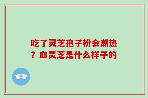 吃了灵芝孢子粉会潮热?血灵芝是什么样子的