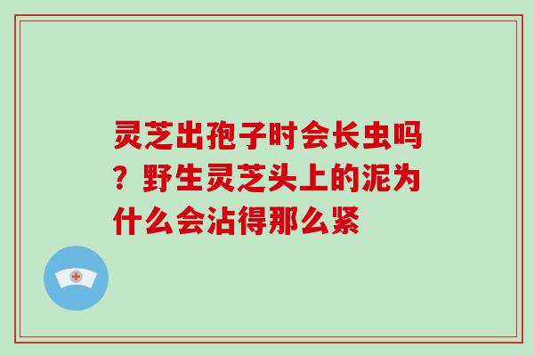 灵芝出孢子时会长虫吗?野生灵芝头上的泥为什么会沾得那么紧