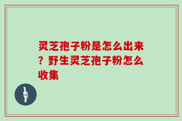 灵芝孢子粉是怎么出来？野生灵芝孢子粉怎么收集