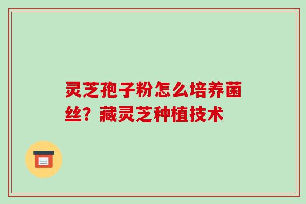 灵芝孢子粉怎么培养菌丝?藏灵芝种植技术