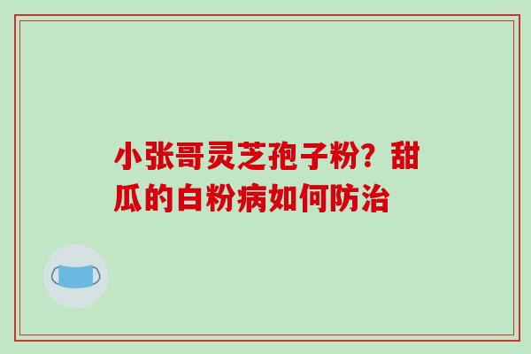 小张哥灵芝孢子粉？甜瓜的白粉病如何防治