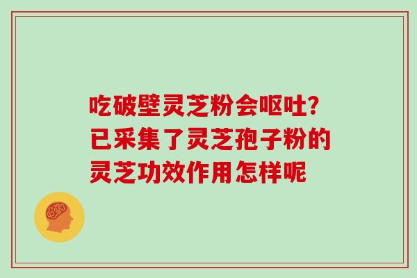 吃破壁灵芝粉会呕吐？已采集了灵芝孢子粉的灵芝功效作用怎样呢
