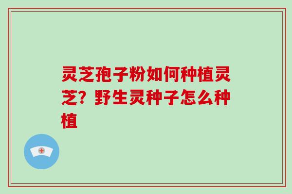 灵芝孢子粉如何种植灵芝?野生灵种子怎么种植