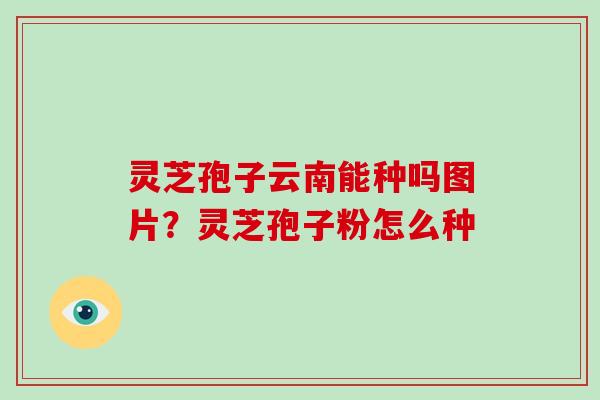 灵芝孢子云南能种吗图片?灵芝孢子粉怎么种