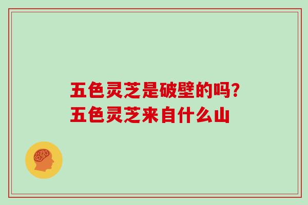 五色灵芝是破壁的吗?五色灵芝来自什么山