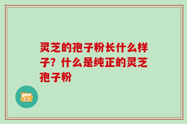 灵芝的孢子粉长什么样子？什么是纯正的灵芝孢子粉