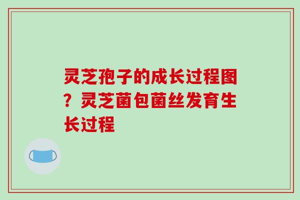灵芝孢子的成长过程图？灵芝菌包菌丝发育生长过程