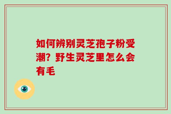 如何辨别灵芝孢子粉受潮？野生灵芝里怎么会有毛