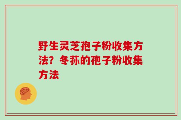 野生灵芝孢子粉收集方法？冬荪的孢子粉收集方法