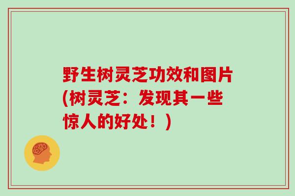 野生树灵芝功效和图片(树灵芝:发现其一些惊人的好处!)