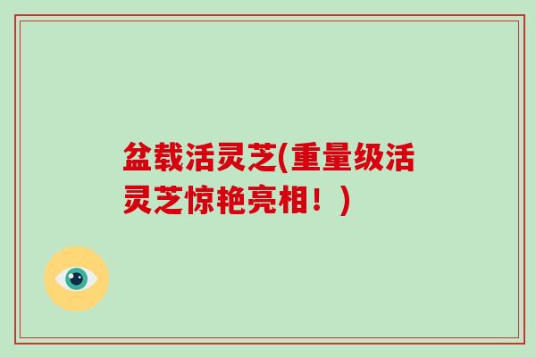 盆载活灵芝(重量级活灵芝惊艳亮相！)