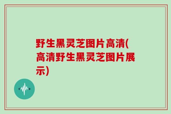 野生黑灵芝图片高清(高清野生黑灵芝图片展示)