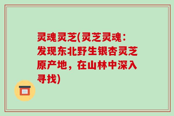 灵魂灵芝(灵芝灵魂:发现东北野生银杏灵芝原产地,在山林中深入寻找)