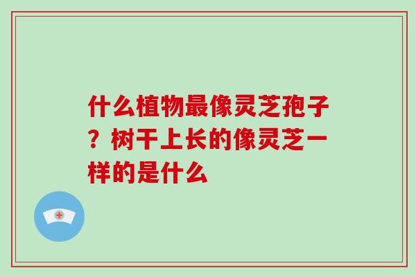 什么植物最像灵芝孢子?树干上长的像灵芝一样的是什么