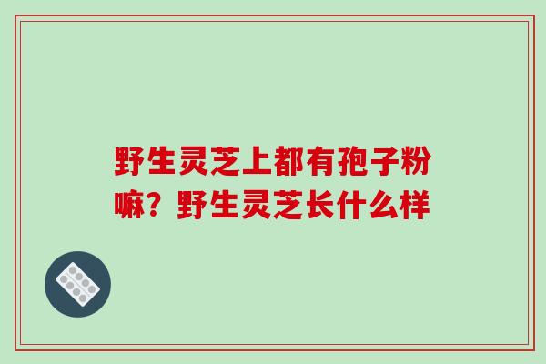 野生灵芝上都有孢子粉嘛?野生灵芝长什么样